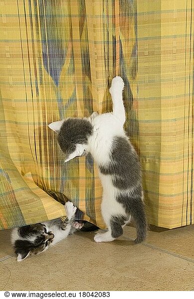 Domestic cats  kittens playing with curtain  curtains  drapes
