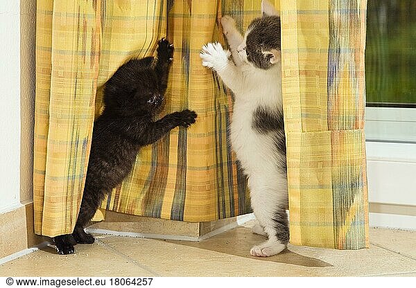 Domestic cats  kittens playing with curtain  curtains  drapes