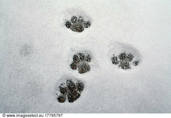 Domestic cats  paw prints  England  Great Britain