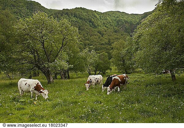 Domestic cattle  cows grazing on high pastures  Vallee de Chaudefour reserve  Massif du Sancy  Auvergne  France  Europe