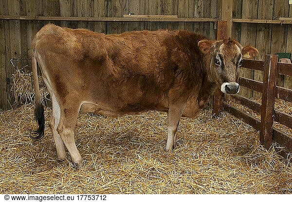 Domestic Cattle  Jersey calf  standing on straw bedding in barn  Fishers Park Farm  West Sussex  England  United Kingdom  Europe