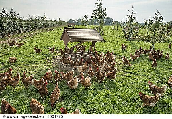 Domestic chickens  Lohmann Classic  free-range hens  flock encouraged to roam with planted trees and provision of wooden shelters  Cheshire  England  United Kingdom  Europe