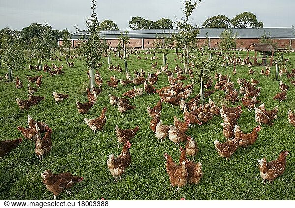 Domestic chickens  Lohmann Classic  free-range hens  flock encouraged to run with planted trees and provision of wooden shelters  Cheshire  England  United Kingdom  Europe