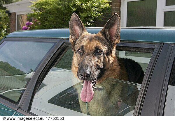 Domestic dog  German shepherd  with head out of car window  panting  England  United Kingdom  Europe