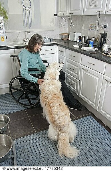 Domestic Dog  Golden Retriever  adult  in kitchen with disabled owner confined to wheelchair  England  United Kingdom  Europe