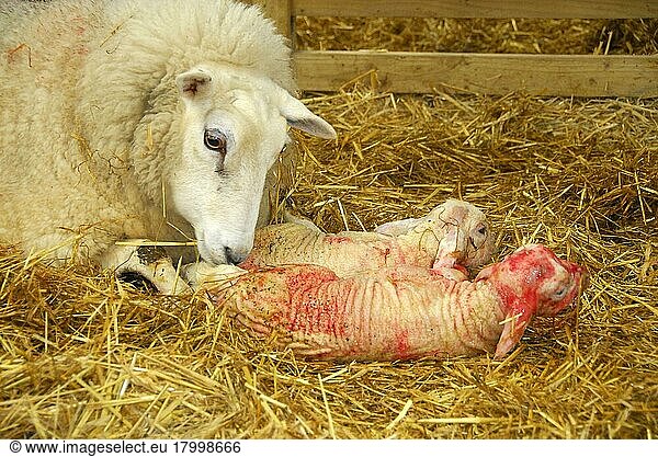 Domestic ewe  Lleyn ewe lambing twins  on straw bedding  England  Great Britain