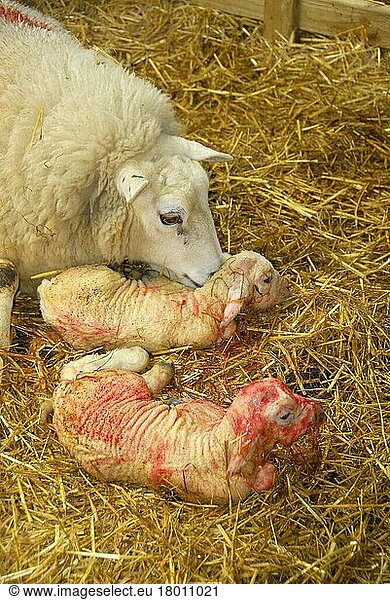 Domestic ewe  Lleyn ewe  lambing twins  on straw bedding  England  Great Britain