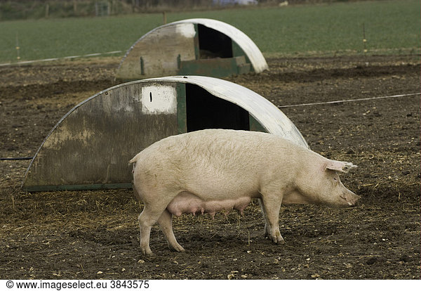 Domestic pig  free-range sow  beside ark in field  on outdoor unit  Oxfordshire  England  Europe