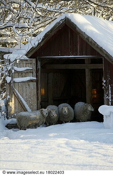 Domestic sheep  domestic animals  ungulates  farm animals (cloven-hoofed animals)  mammals  animals  Domestic Sheep  four ewes  standing in snow beside barn  Sweden  Europe