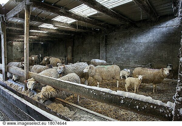 Domestic sheep  domestic animals  ungulates  farm animals (cloven-hoofed animals)  mammals  animals  Domestic sheep in barn at farm in winter
