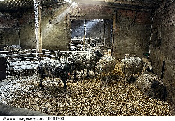 Domestic sheep  domestic animals  ungulates  farm animals (cloven-hoofed animals)  mammals  animals  Domestic sheep in barn at farm in winter
