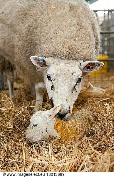 Domestic sheep  ewe with newborn lamb  in lambing shed  Cumbria  England  spring