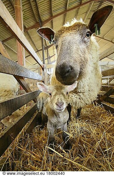 Domestic Sheep  ewe with newborn lamb  standing in indoor pen of lambing shed  Sussex  England  United Kingdom  Europe