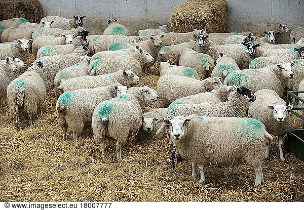Domestic sheep  ewes  flock in lambing shed  Cumbria  England  spring