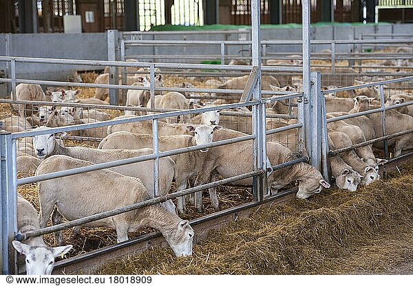 Domestic Sheep  ewes  flock inside building ready for lambing  Staffordshire