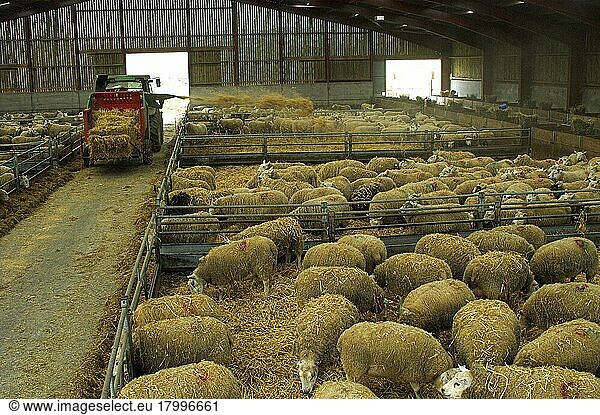 Domestic Sheep  ewes in barn during lambing  farmer spreading straw bedding into pens  England  United Kingdom  Europe