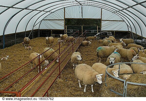 Domestic Sheep  ewes in polytunnel during lambing  England  United Kingdom  Europe