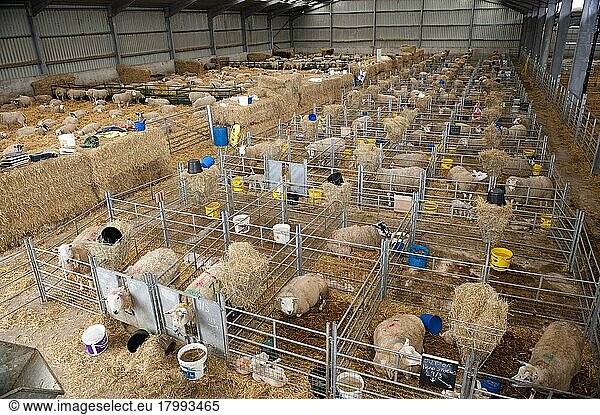 Domestic sheep  ewes with lambs  flock in lambing shed  Cumbria  England  spring