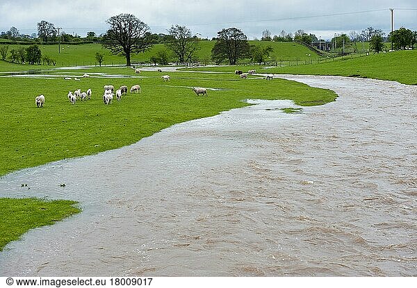 Domestic Sheep  flock stranded in pasture by flooding river  Cumbria  England  United Kingdom  Europe