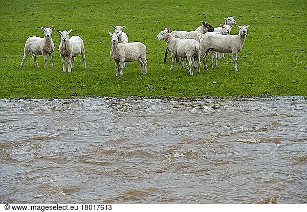 Domestic Sheep  flock stranded in pasture by flooding river  Cumbria  England  United Kingdom  Europe