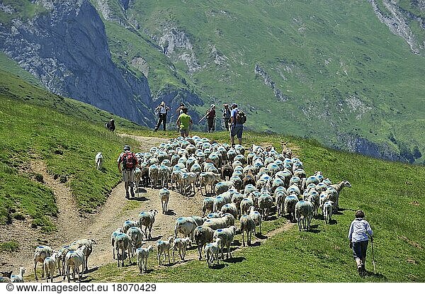 Domestic sheep (Ovis aries)  Ovis aries  domestic animals  ungulates  farm animals (cloven-hoofed animals)  mammals  animals  Shepherd and tourists herding flock of sheep to pasture up in the mountains along the Col du Soulor  Hautes-Pyrénées  Pyrenees  France  Europe