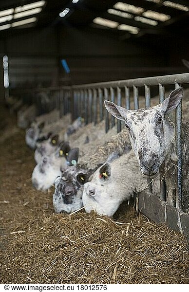 Domestic sheep  pregnant ewes in lambing shed receiving a complete silage based diet  Cumbria  England  United Kingdom  Europe