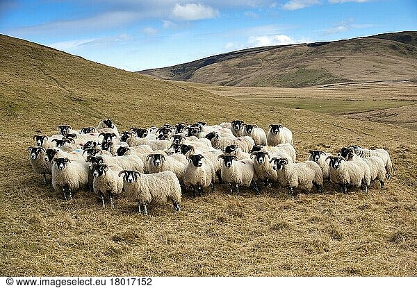 Domestic Sheep  Scottish Blackface ewes  flock standing on hill prior to lambing  England  United Kingdom  Europe