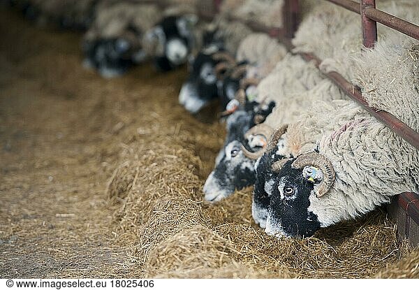 Domestic sheep  Swaledale pregnant ewes in lambing shed receiving a complete silage based diet  Cumbria  England  United Kingdom  Europe