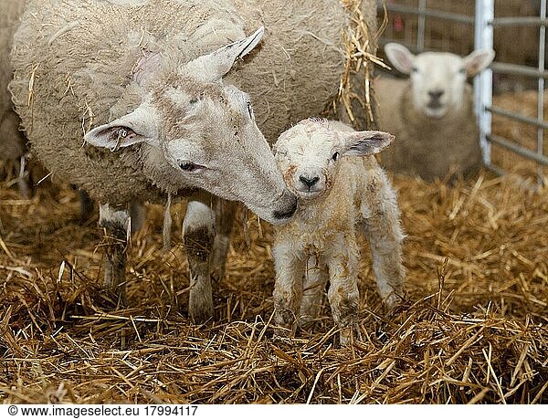 Domestic sheep  Texel cross between ewe and newborn Texel lamb  on straw bedding in lambing shed  Welshpool  Powys  Wales  United Kingdom  Europe