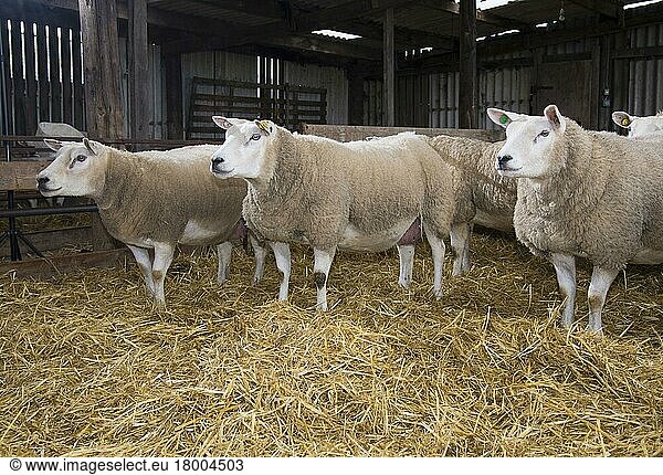 Domestic Sheep  Texel  ewes  flock standing on straw bedding in lambing shed  Cumbria  England  United Kingdom  Europe