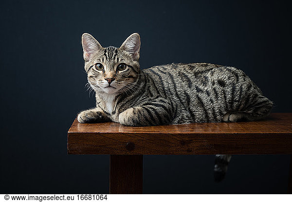 Domestic Shorthair Cat Lying on Bench Against Black Background