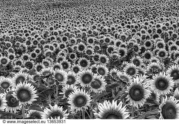 Domestic Sunflower field (Helianthus annuus) near Tonganoxie  Kansas.
