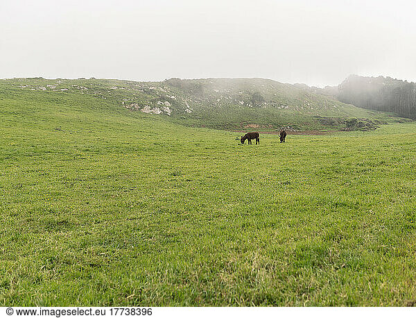 Donkey grazing on green field