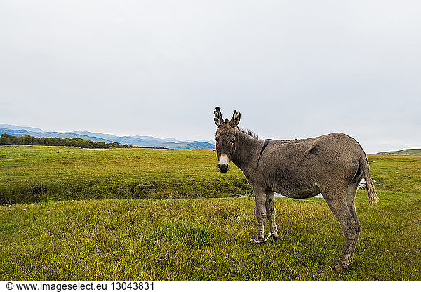 Donkey standing on field against clear sky