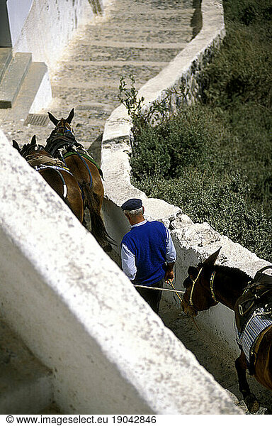 Donkey taxi service on the steep hillsides of Santorini  Greece.