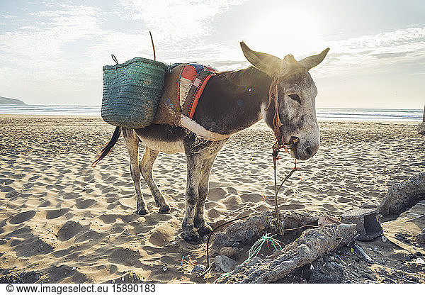 Donkey with baskets on the beach  Tafedna  Morocco