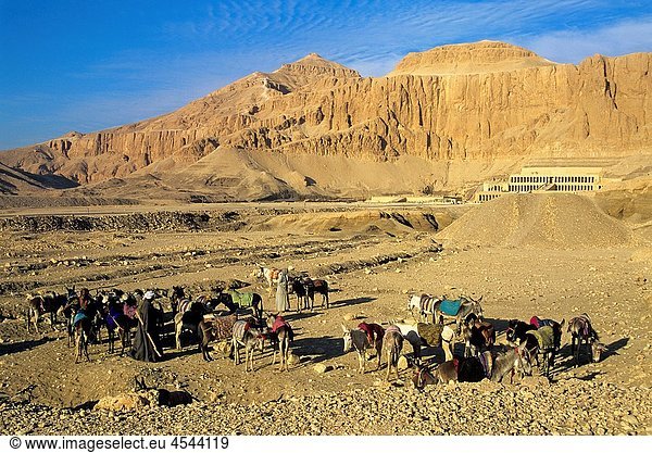 donkeys at Deir el-Bahari site  Thebes  Egypt  Africa
