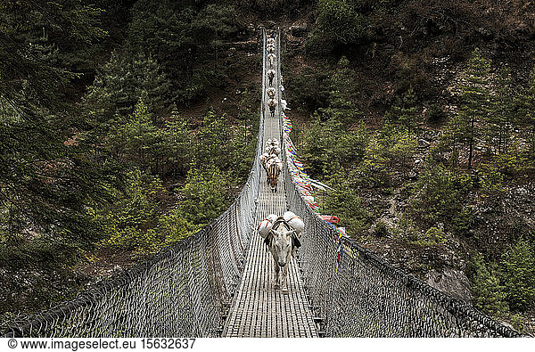 Donkeys carrying provisions on Phakding suspension bridge  Solo Khumbu  nepal