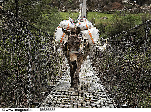 Donkeys carrying provisions on Phakding suspension bridge  Solo Khumbu  nepal