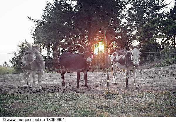 Donkeys in farm during sunset