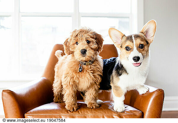 Doodle puppy and corgi puppy standing in leather chair indoors