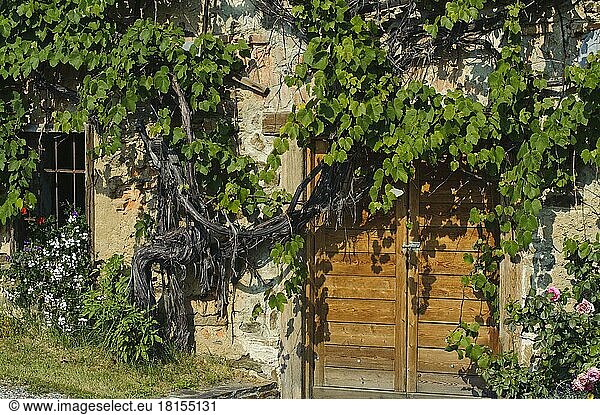 Door  Styria  Facade greening  Austria  Europe