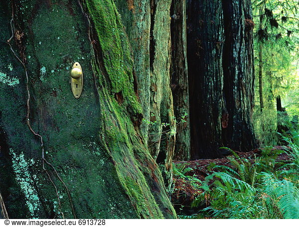 Doorway in Tree Trunk  Redwoods National Park  California  USA