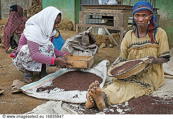 Dorf Adwa oder Adua  Region Tigray  Äthiopien. Einige Frauen sichten Getreidekörner in dem Dorf Atwa. Teff  die Getreidesorte aus Äthiopien. Der Teff ist ein Getreide mit viel Zukunft  denn wie wir in diesem Artikel sehen werden  hat er einige ernährungsphysiologische Vorteile  die ihn besonders machen. Herkunft von Teff Äthiopien ist der Ursprungsort dieses Getreide sehr klein und dunkelbraune Farbe  die für mehr als 5000 Jahren kultiviert wurde.