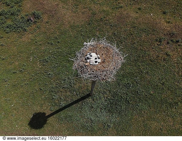 DORF FROMUSHIKA NOVA  OBLAST ODESSA  UKRAINE - 19. JUNI 2020: Luftaufnahme von Storchenküken in einem Nest auf einer Säule. Weißstorch (Ciconia ciconia).