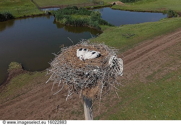 DORF FROMUSHIKA NOVA  OBLAST ODESSA  UKRAINE - 19. JUNI 2020: Luftaufnahme von Storchenküken in einem Nest auf einer Säule. Weißstorch (Ciconia ciconia).