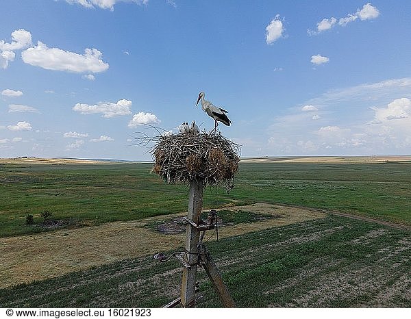 DORF FROMUSHIKA NOVA  ODESSA OBLAST  UKRAINE - 19. JUNI 2020: Luftaufnahme eines Weißstorchs mit Küken in einem Nest auf einer Säule am blauen Himmel mit Wolken im Hintergrund. Weißstorch (Ciconia ciconia).