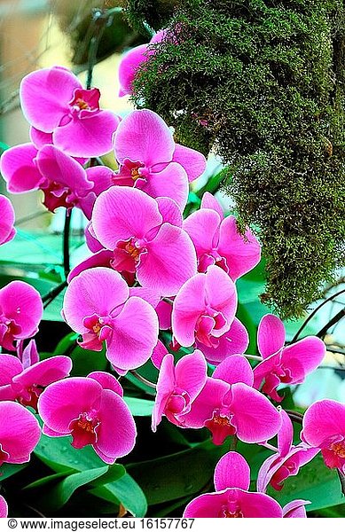 Doritaenopsis-Orchidee  Orchideenblüte im Garten  Borneo  Asien