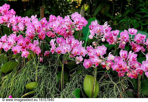 Doritaenopsis-Orchidee  Orchideenblüte im Garten  Borneo  Asien