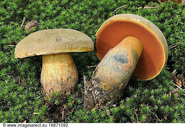 Dotted stem bolete (Boletus erythropus)